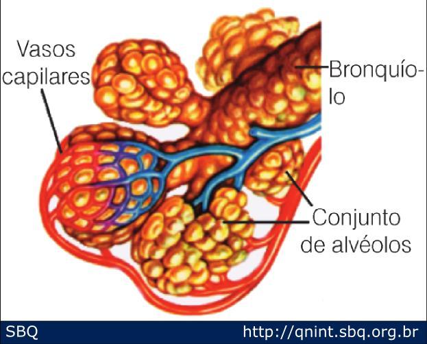 2.8 APLICAÇÕES BIOLÓGICAS 2.8.2 Tensão superficial nos pulmões. A tensão superficial do fluido que compõe o alvéolo é de 0,050 N/m. O raio do alvéolo é de 50 µm.