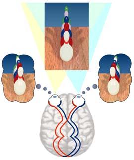 Efeitos Ativos Estereoscopia Visão Estereoscópica Disparidade