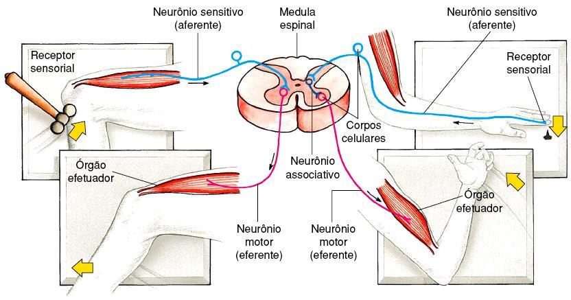 3) Sistema nervoso central (SNC) C) Medula Espinhal (raque) Reflexo Medular A medula espinhal é