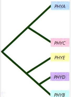 genes PHYA,B, C, D e E codificam apoproteínas PHYA-E que, após