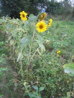 certo limite; -Plantas neutras ou indiferentes (PN): o florescimento