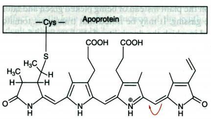 Fitocromo (holoproteína) Estrutura química: polipeptídeo (apoproteína)