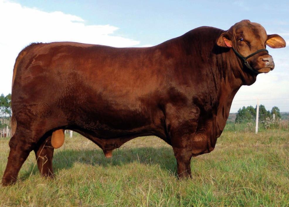 EUA Bagé RS 3/8 Brahman ou Nelore Preta ou