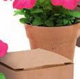 Presentación en caja individual con bolsita de sustrato y semillas separadas. Flowering period in optimum conditions of light exposure and temperature: Spring - summer: 5-7 days.