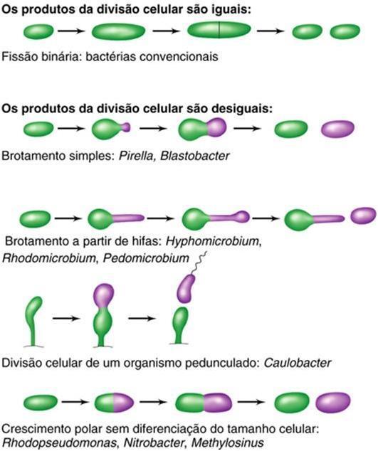 Crescimento microbiano Células natatórias (expansivas) Pedúnculo 31 Fissão