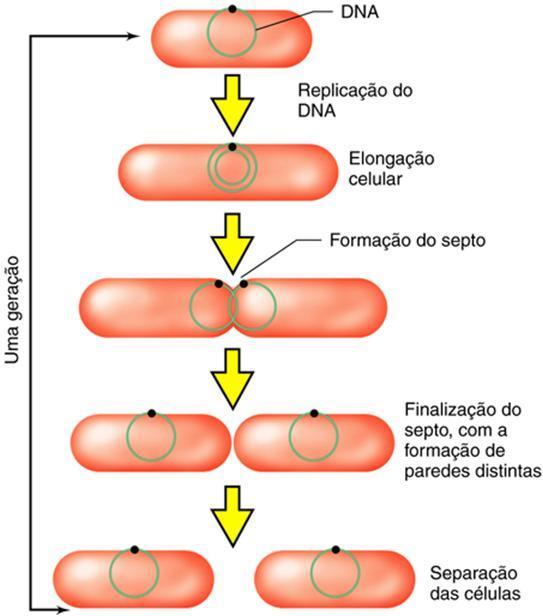 e íons inorgânicos Cromossomo, cópias de ribossomos complexos macromoleculares,