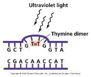 Radiação não-ionizante: UV Luz Ultra-violeta danifica o DNA das células expostas produzindo ligações entre timinas