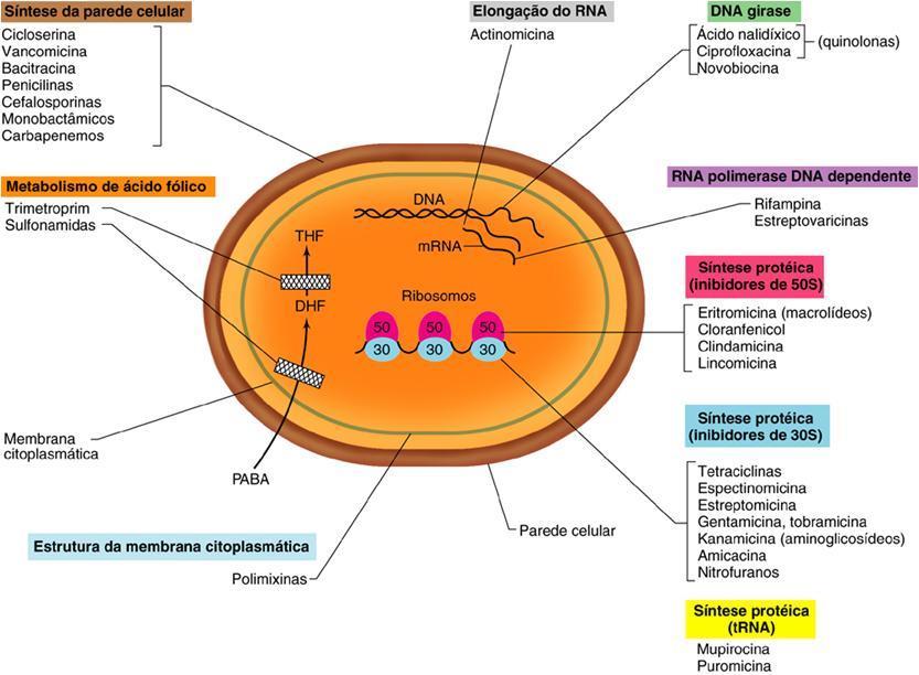 Ácido para-aminobenzóico Mecanismo de ação da maioria dos agentes quimioterápicos