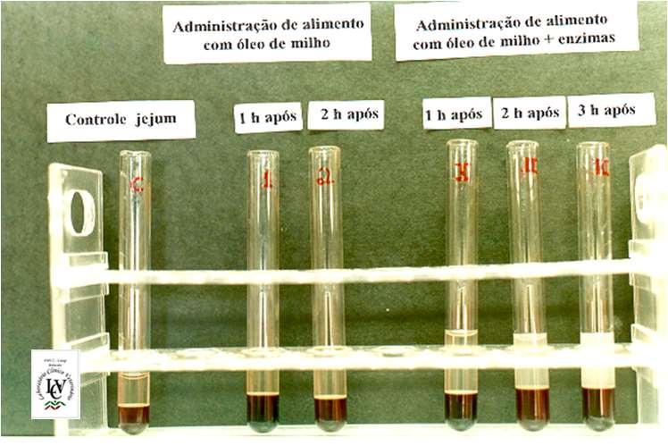 Prova de absorção de gordura Normal: