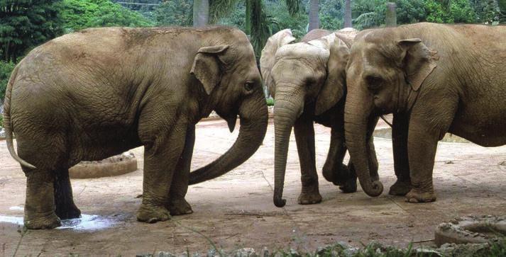 Quem é quem Existem duas espécies de elefante: o africano e o asiático.