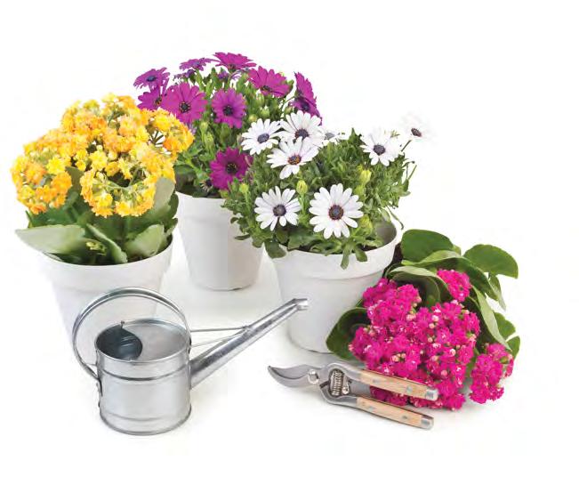 : 5079953 Variadas, Vaso 9 cm 2 Propomo-nos a fazer arranjos florais para si a um valor reduzido porque as flores evocam sempre emoções
