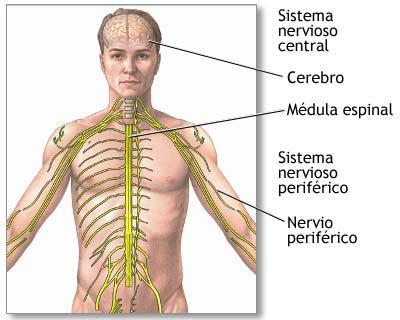 A organização do sistema nervoso O nosso sistema nervoso é muito complexo, pois é formado por milhões de células nervosas, os neurônios que formam duas partes do sistema nervoso