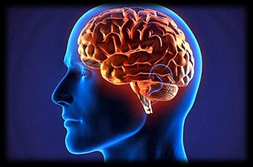 O Cérebro O cérebro é o centro nervoso mais desenvolvido. Nele são produzidas as atividades nervosas, como a fala e a memória, o cérebro é o órgão que nos permite aprender.