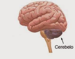 O Cerebelo Ele se parece com um pequeno cérebro, coordena os movimentos e a postura do corpo.