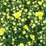 O lote de Crisântemo Bola Belga será desclassificado por excesso de maturação quando apresentar mais de 5% de flores abertas ou descoloração da flor.