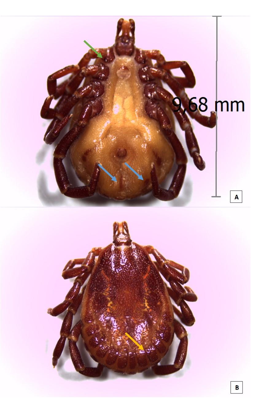 Souza et al. Figura 2. Macho de Ambyomma geagi fotografado em estereomicroscópico com aumento de 8x.