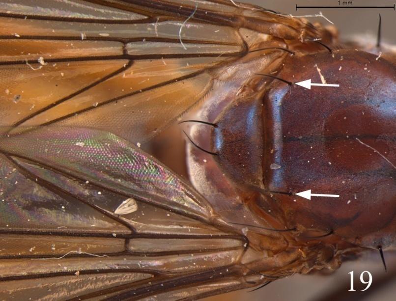 Tórax, vista dorsal, Ptilosphen fulvus (setas: cerdas dorsocentrais). 8. Palpo alargado na base, estreitando-se apenas no ápice (Fig. 20).