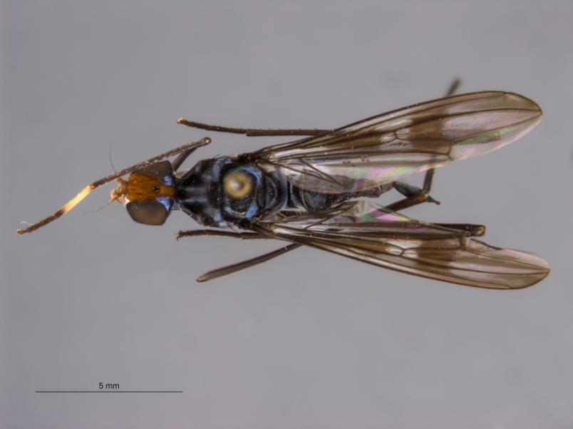 79 Parasphen amazonicus Enderlein, 1922 (Figs. 7 e 8A) Diagnose. Coloração predominantemente castanha escura e preta. Tórax preto com brilho azul. Abdômen preto.