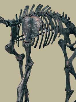 Fósseis de grandes dinossauros, como o Jobaria tiguidensis, do grupo dos sauropodomorfos, foram encontrados no Níger (África), em rochas de 135.
