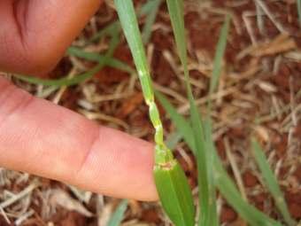 Nível de Dano do Percevejo Barriga-Verde Dichelops melacanthus na Cultura do Trigo Triticum aestivum L.