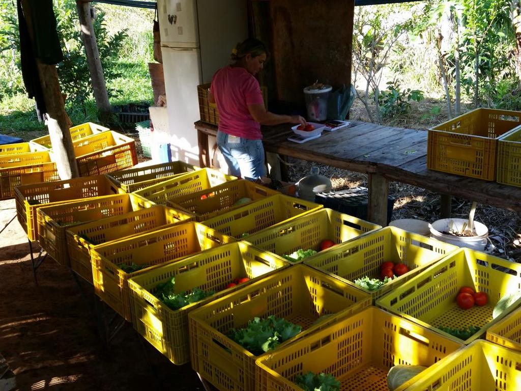 Nossa proposta é consolidar as melhores práticas agroflorestais no Sítio Vale das Cabras e replicar o modelo para outras propriedades rurais.