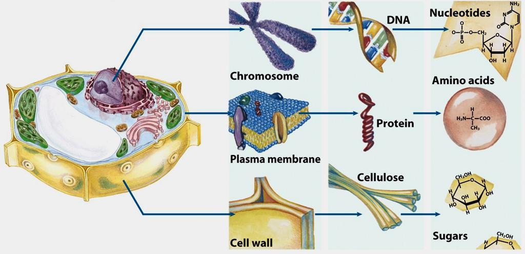 Células são unidades fundamentais dos seres vivos altamente organizadas Tecidos e Organismos Células Complexos supramoleculares