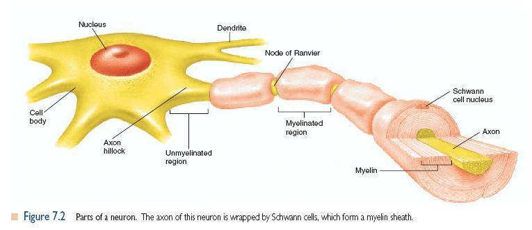 ANATOMIA