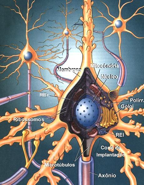 NEURÔNIO