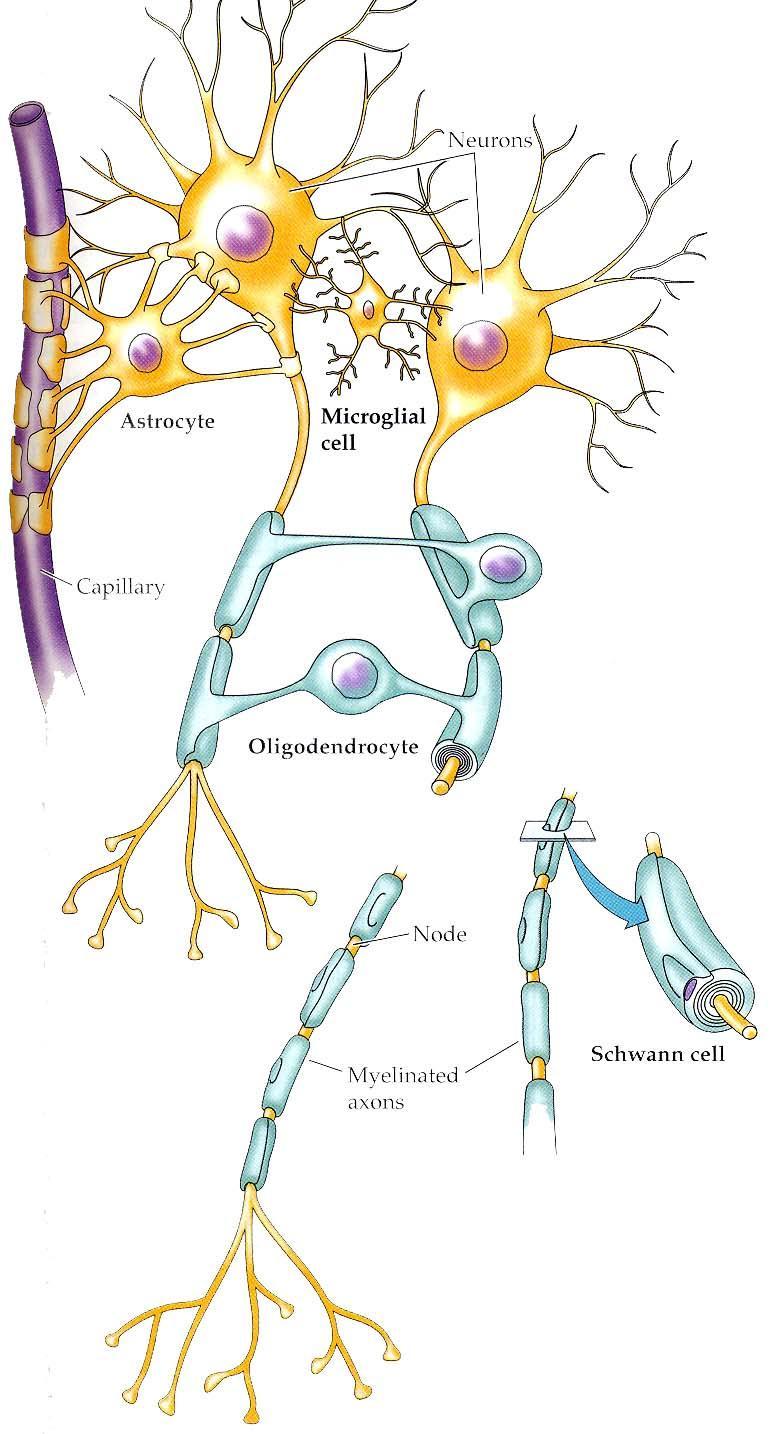 CÉLULAS DA GLIA Astrócitos nutrição; sustentação; regulação de K