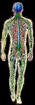 O Sistema nervoso é dividido anatomicamente em: SISTEMA NERVOSO CENTRAL (SNC) Encéfalo Medula SISTEMA NERVOSO
