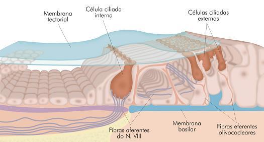 Células