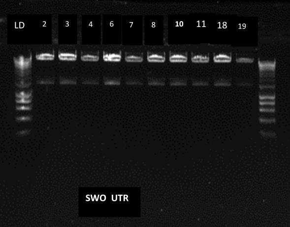 26b), confirmando a clonagem do gene da swolenina recombinante. LD 21 3 4 6 7 8 10 11 18 19 pb 4000 2000 1500 1000 800 600 400 200 900 bp SWO UTR 1 Figura 5.26. Gel com DNA da colônias positivas de E.