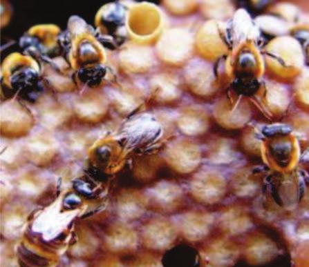 14 Instalação e manejo de meliponário Nas colônias de abelhas sem ferrão é possível encontrar depósitos de cera, cerume e resina vegetal para serem usados posteriormente.
