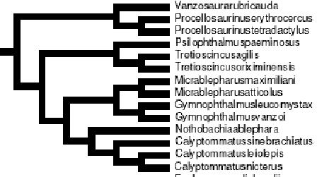 Introdução Vanzosaura rubricauda Procellosaurinus erythrocercus Procellosaurinus tetradactylus Psilophthalmus paeminosus Tretioscincus agilis Tretioscincus oriximinensis