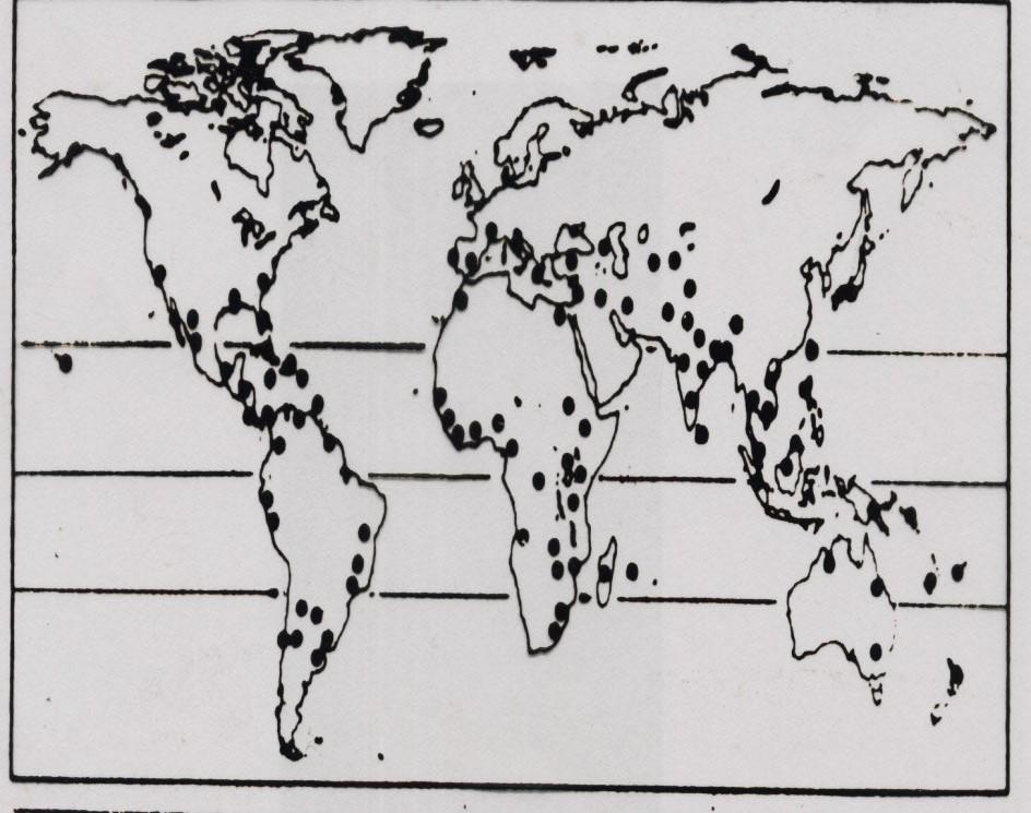 Distribuição da Tiririca nos Hemisférios Norte e Sul Tiririca Cyperus rotundus L.