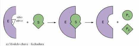 O que é o mecanismo chave e fechadura? Alguns mecanismos tem sido propostos para explicar como as enzimas podem diminuir a energia de ativação.