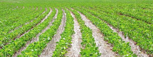 aplicação de fertilizante e deposição da semente; Em geral utiliza-se aplicação de