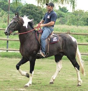 Cavalo Mais Bonito do Brasil de Marcha Picada.