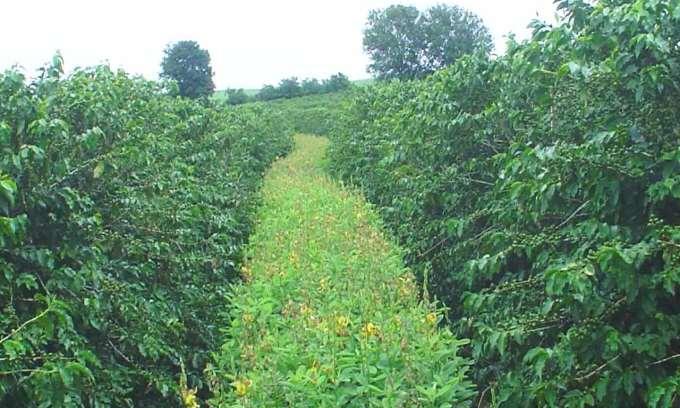 Crotalária-breviflora É uma leguminosa anual de verão, sendo cultivada como cobertura vegetal nas entrelinhas de culturas perenes, principalmente no cafeeiro, devido ao seu porte baixo, habito não