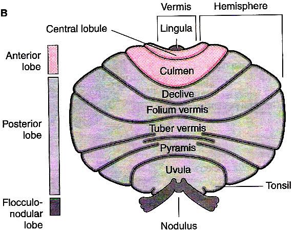 Neocerebelo Composto pelos lobos posteriores, recebe aferências corticais através dos núcleos da protuberância e envia eferências para o córtex, através do núcleo rubro e do tálamo.