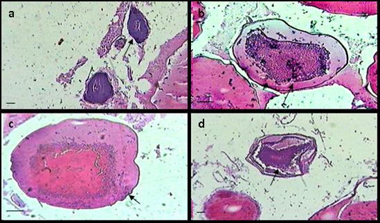 38 Caracterização microscópica dos estádios de maturação gonadal das fêmeas Avaliação microscópica das fases de desenvolvimento dos ovócitos de P.