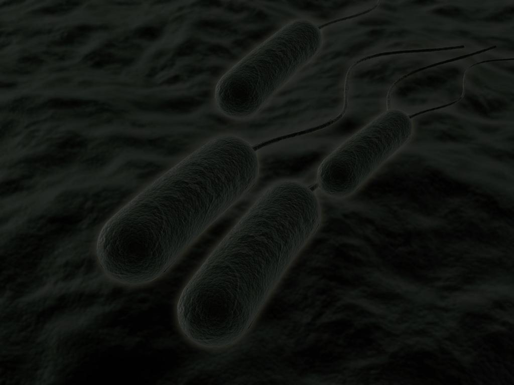 PSEUDOMONAS AERUGINOSA A P.