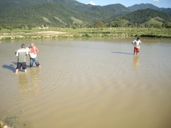 ocasionaria uma semeadura desuniforme (Foto 2).