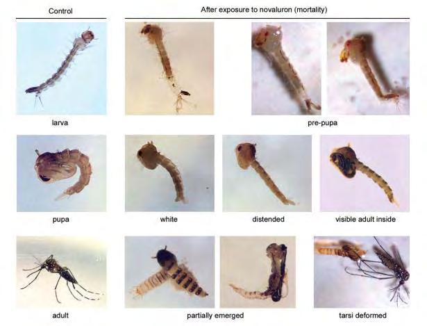 34 Figura 11. Anormalidades morfológicas observadas em larvas, pupas e adultos após exposição contínua desde o terceiro estádio larval ao novaluron.