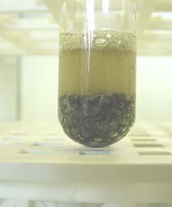 vez, oxida-se a Zn 2+, ficando em solução com ião sulfato. Aspecto do zinco antes da reacção química.