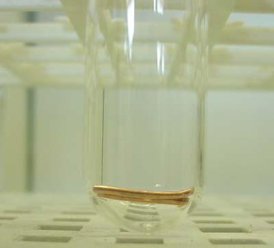 Aspecto do cobre antes da adição de ácido sulfúrico. Aspecto do cobre na solução de ácido sulfúrico.