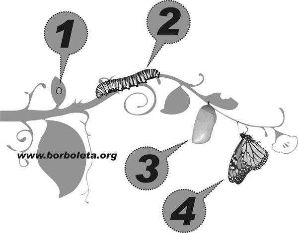 QUESTÃO 3 Imagem disponível em: <http://www.borboleta.org.> Acesso em: 15 out. 2012. ESCREVA as fases do desenvolvimento de uma borboleta.