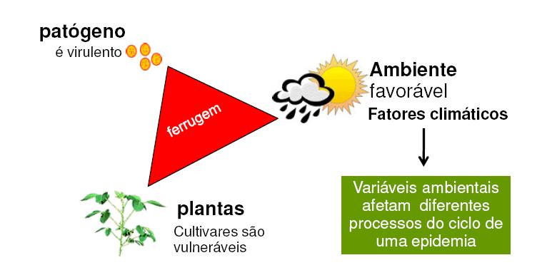 O período mínimo de molhamento necessário para ocorrer infecção foi estimado em 6 horas, para temperaturas entre