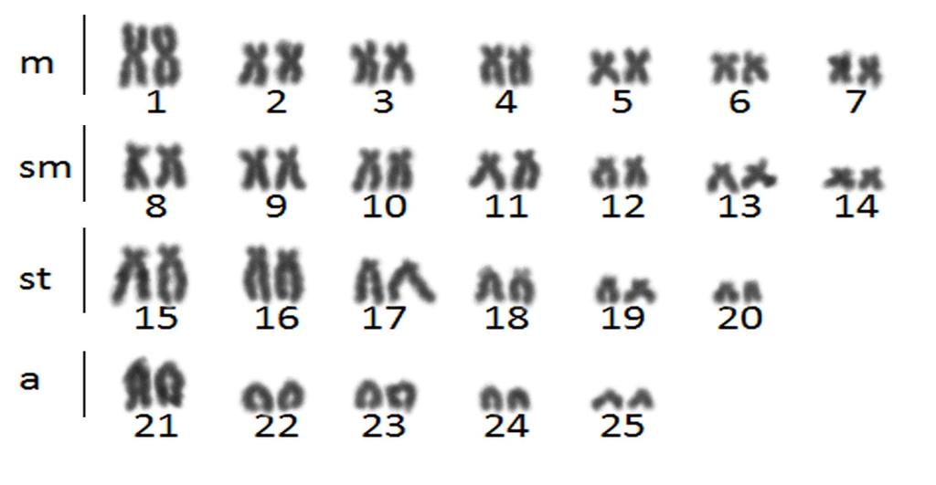 11 7.1 Montagem dos cariótipos: Feitas as medidas cromossômicas e estabelecido o número de cromossomos metacêntricos (M), submetacêntricos (SM), subtelocêntricos (ST) e acrocêntricos (A), os