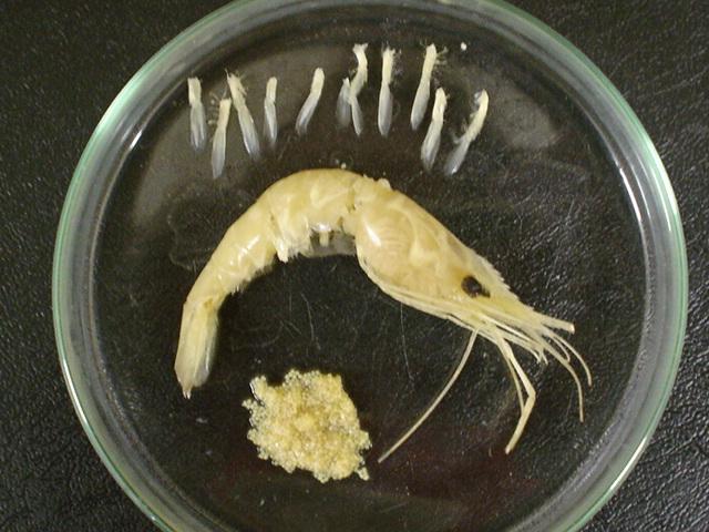 Figura 5 Separação da massa ovígera aderida aos pleópodos do camarão M. amazonicum. Figura 6 Ovos do camarão M. amazonicum dispersos em solução para contagem.